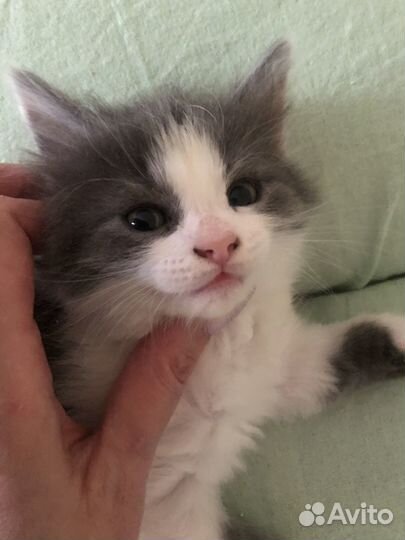 Котенок в добрые руки бесплатно