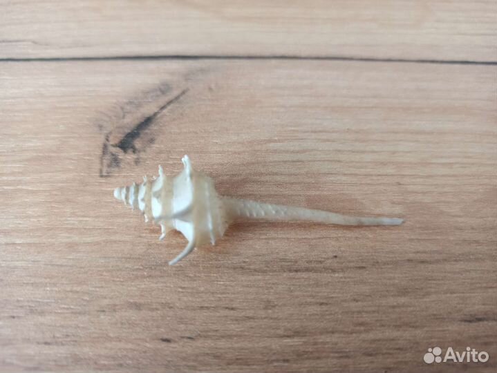 Морская раковина