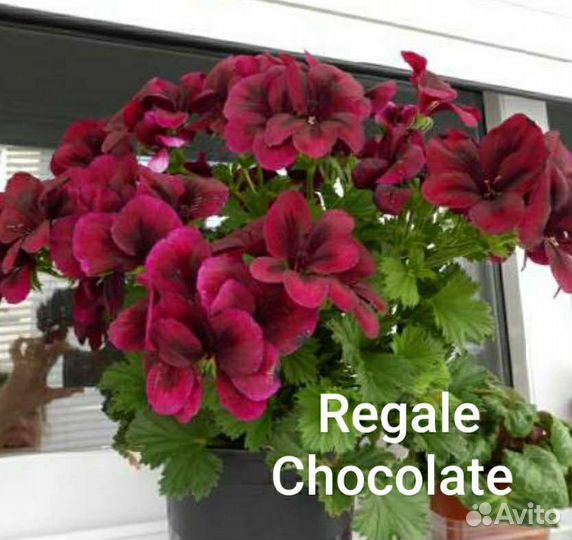 Пеларгония герань