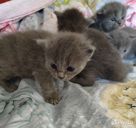 Кошка в дар