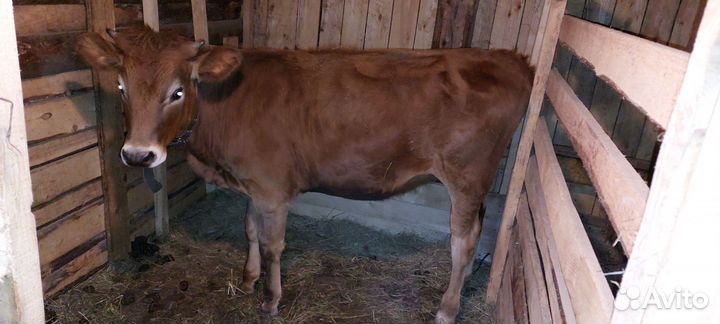 Корова,тёлка,бычок
