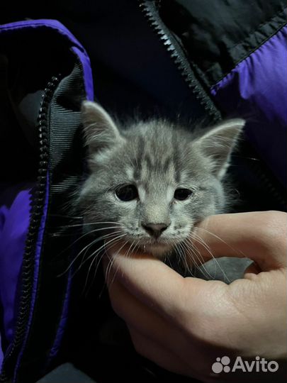 Отдам котенка в добрые руки