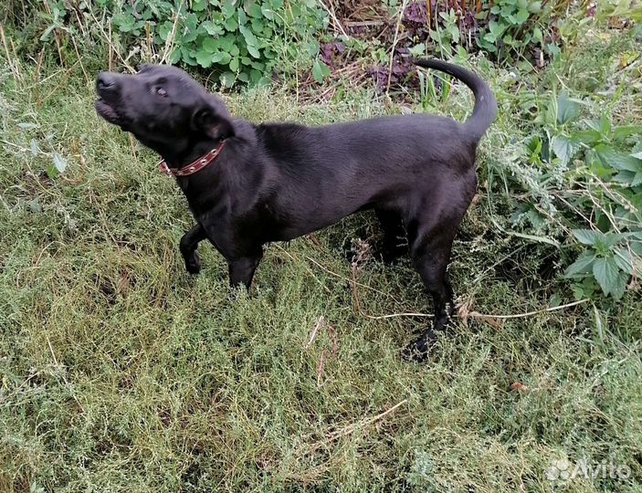 Передержка для животных