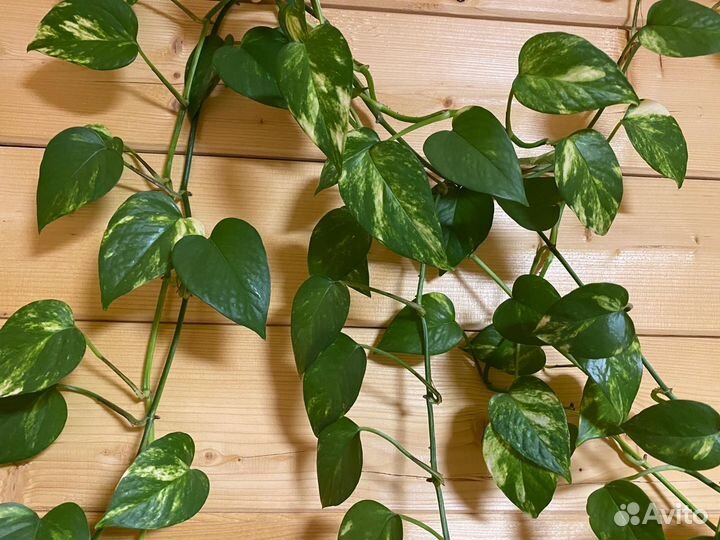 Сциндапсус мунлайт