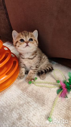 Шотландская