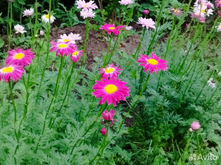 Многолетние садовые цветы