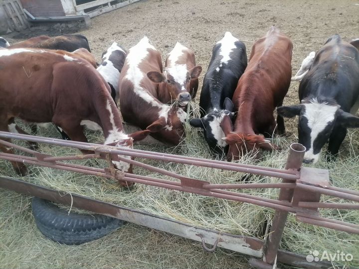 Бычки и телки