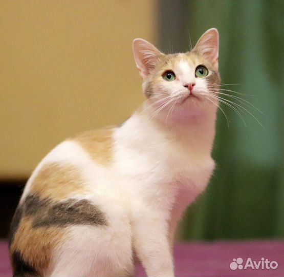 Кошки в добрые руки бесплатно