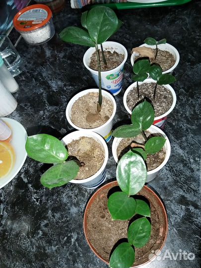 Замиокулькас