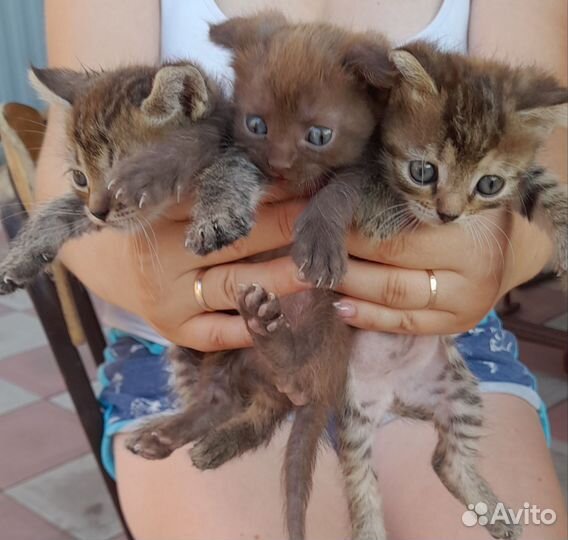 Кошки бесплатно