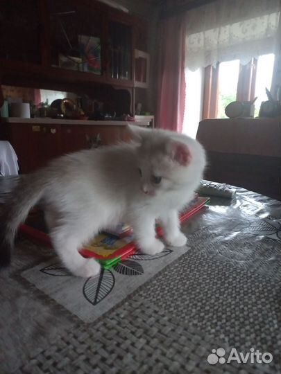 Котенок