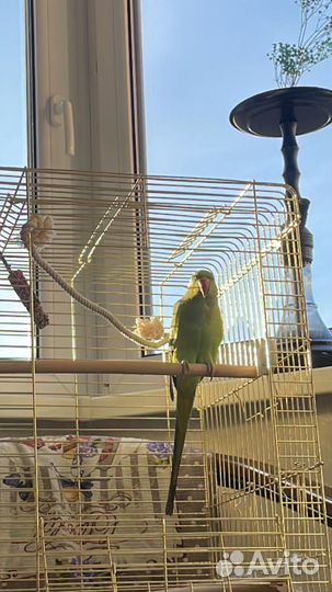 Ожереловые попугаи