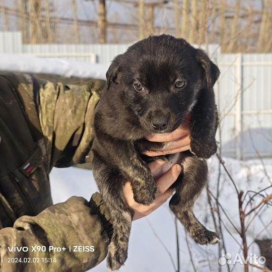 Собака щенок девочка Чернышка