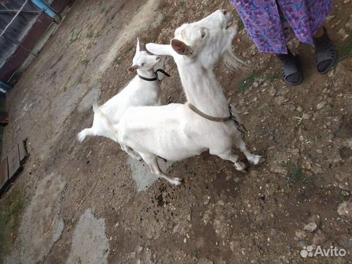 Коза дойная молочная