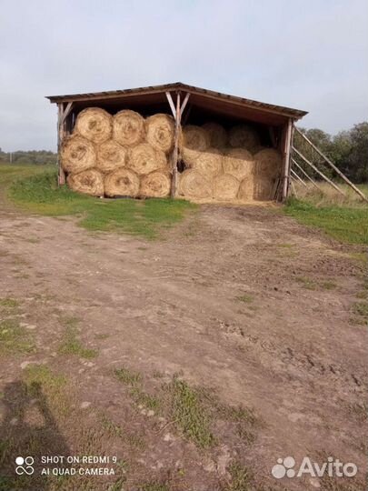 Продам сено