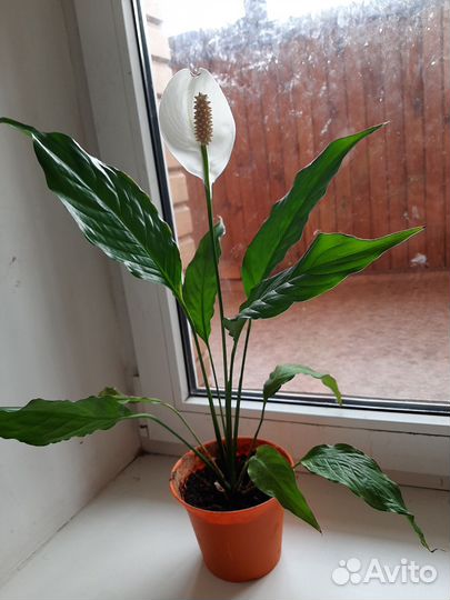 Спатифиллум