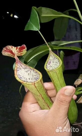 Хищные растения. Непентес (семена 5 видов)