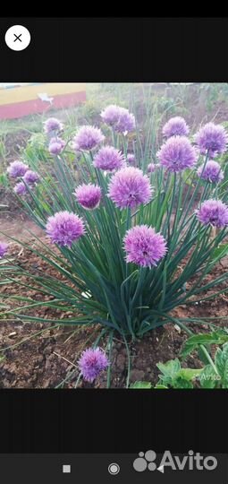 Цветы многолетние