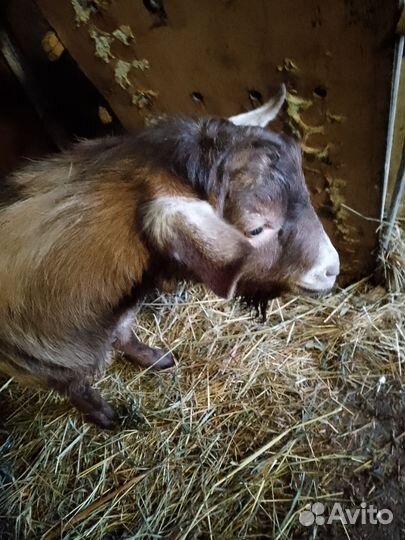 Козел на племя