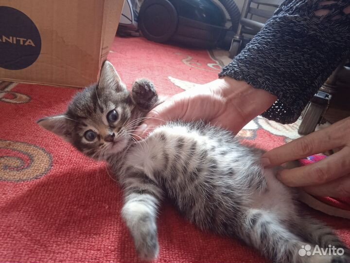 Кошки в добрые руки