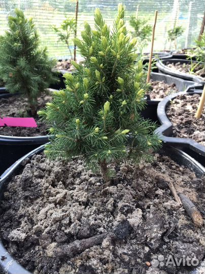 Ель канадская Рэйнбоуз Энд