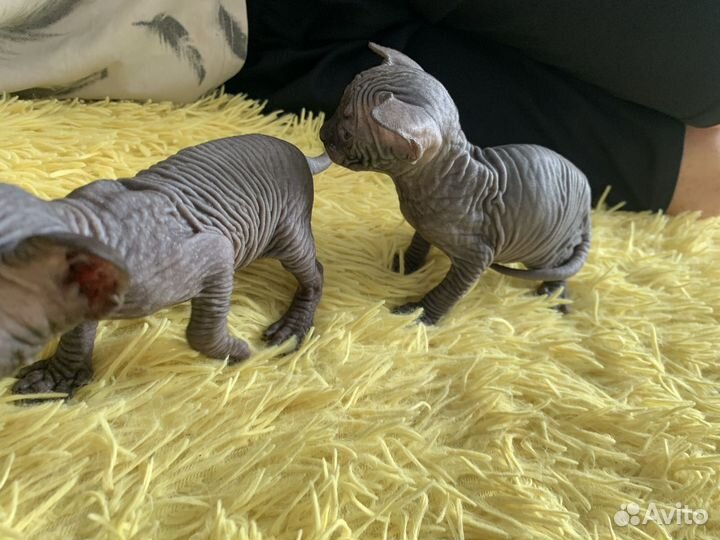 Канадский сфинкс