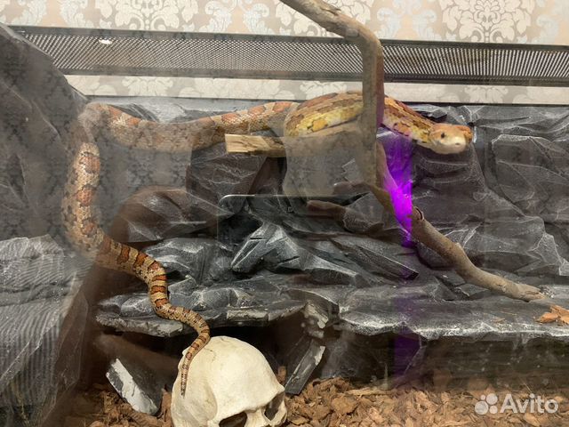 Змея маисовый полоз с терром объявление продам