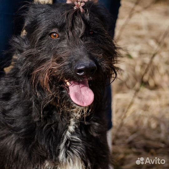 Золушка, любит людей и лужи) стерилизована