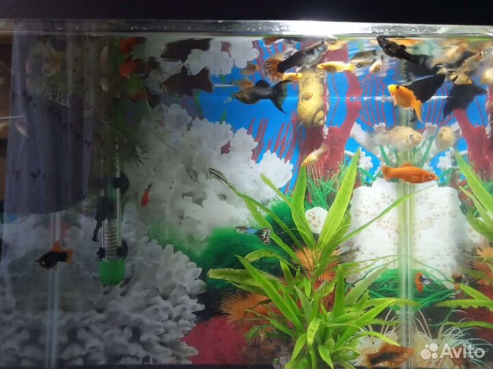 Аквариумные рыбки