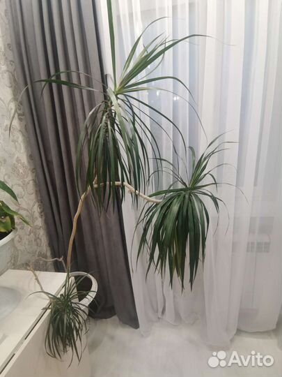 Комнатные цветы драцена