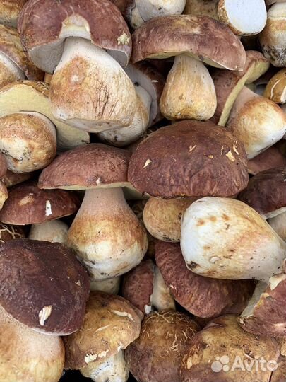 Белые грибы свежие отборные натуральные