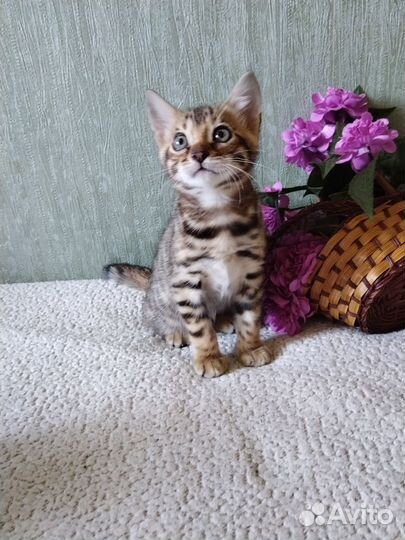 Бенгальские малыши