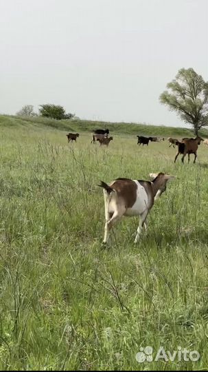 Альпийские козы с документами