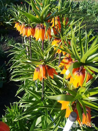 Рябчик императорский