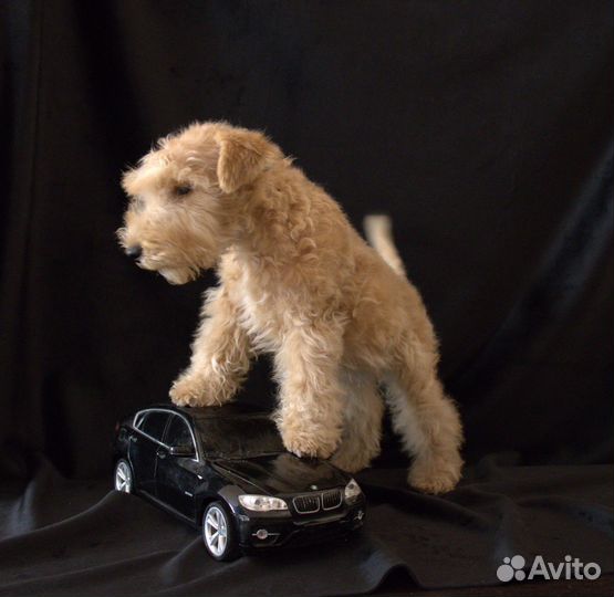 Лейкленд терьер