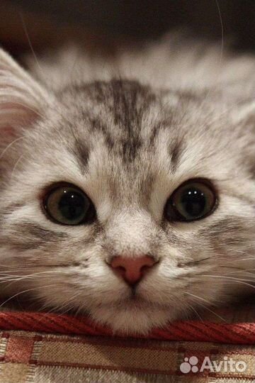 Передержка кошек на время отпуска