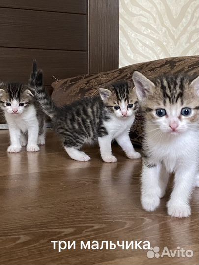 Котята в добрые руки