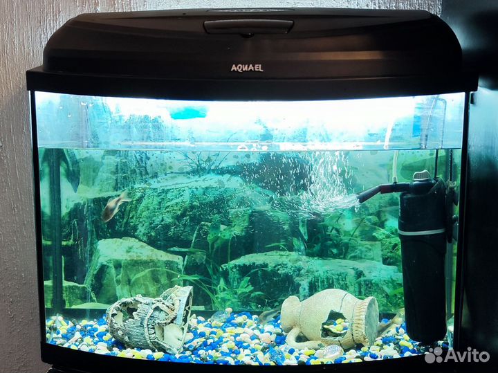 Аквариум 60 л с рыбками бу