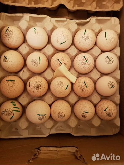 Фабричное инкубационное яйцо на 2023 год. Доставка
