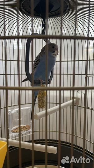 Волнистый попугай самец