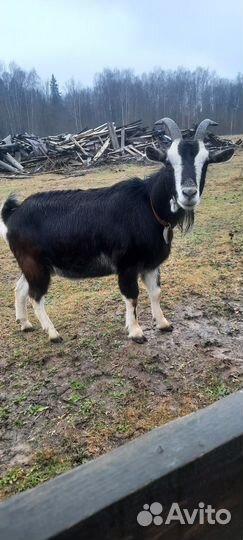 Коза дойная молочная