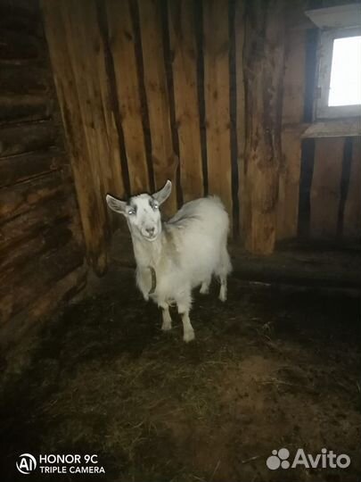 Коза аннинская