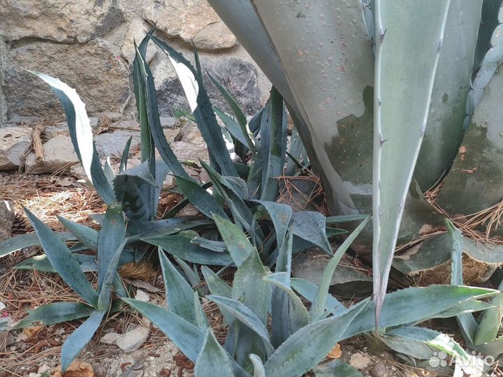 Агава голубая