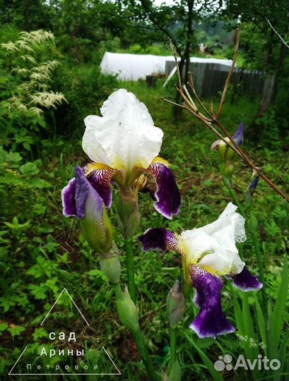 Ирис бородатый Вабаш