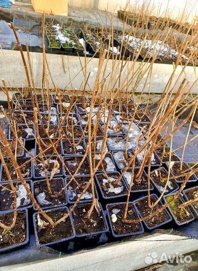 Гортензия метельчатая Геркулес