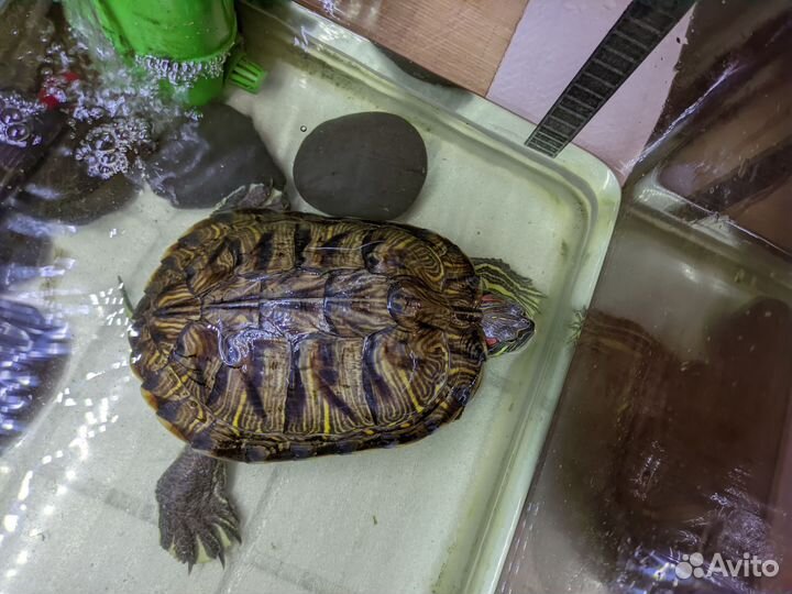 Красноухая черепаха с террариумом