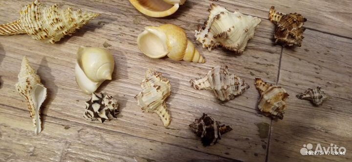 Красивые ракушки