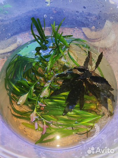 Аквариумные растения