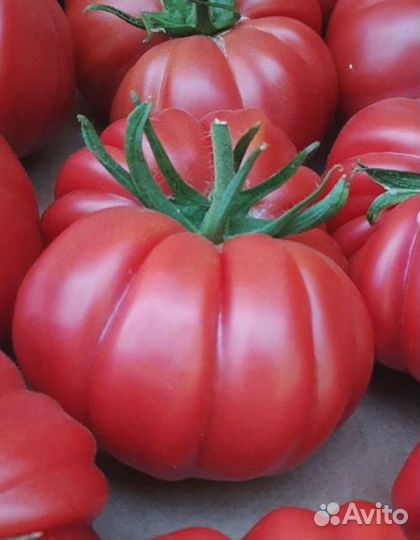 Томат Паво F1 (Fito) 5 шт. цв.п