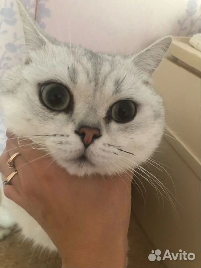 Шотландская